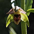 Kasvillisuusselvitys