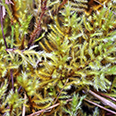 Kasvillisuusselvitys